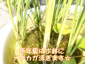 校舎前が夏になりました！